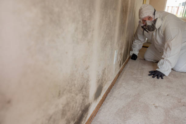 Best Commercial Mold Inspection  in St Henry, OH